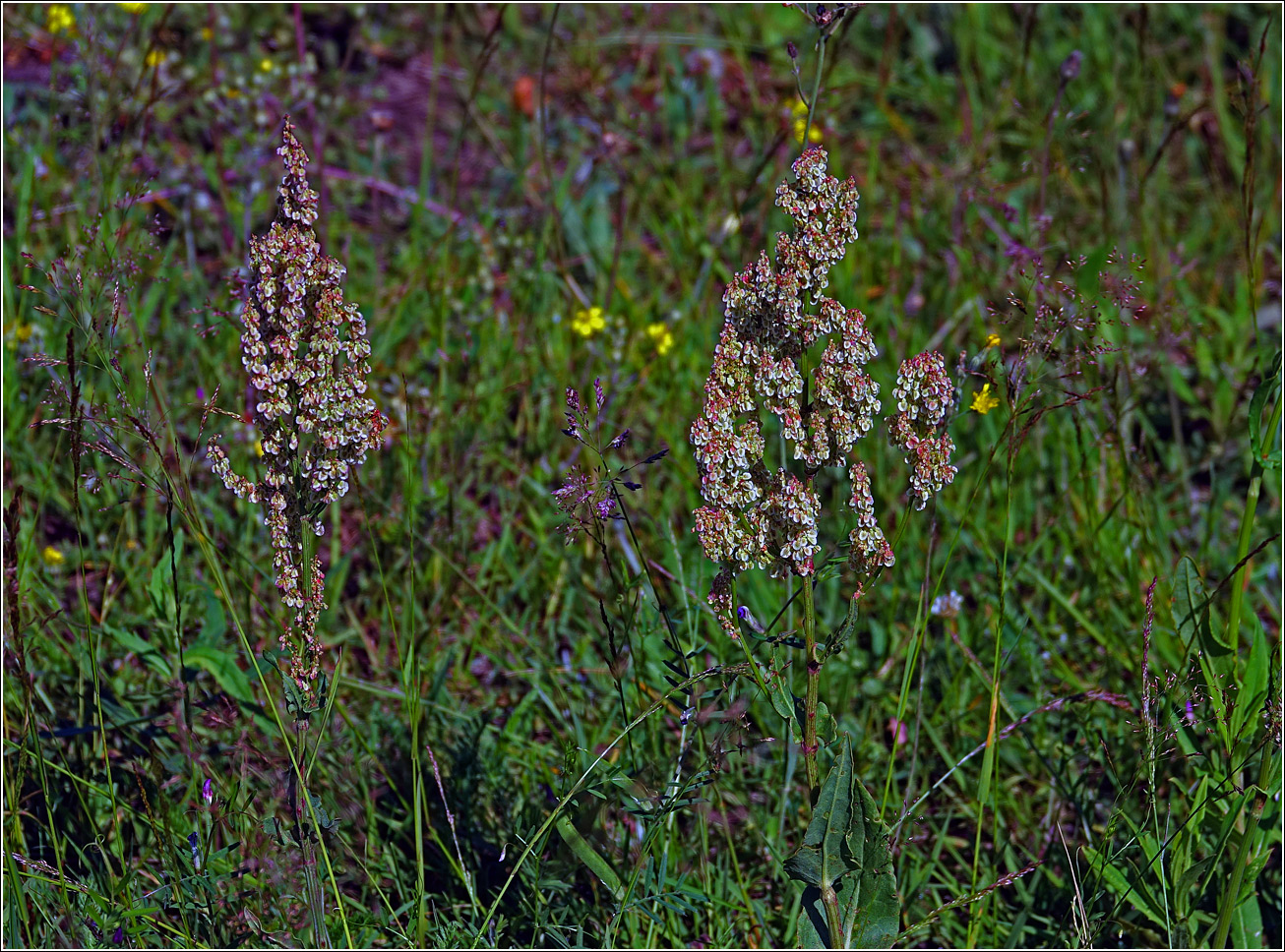 Изображение особи род Rumex.