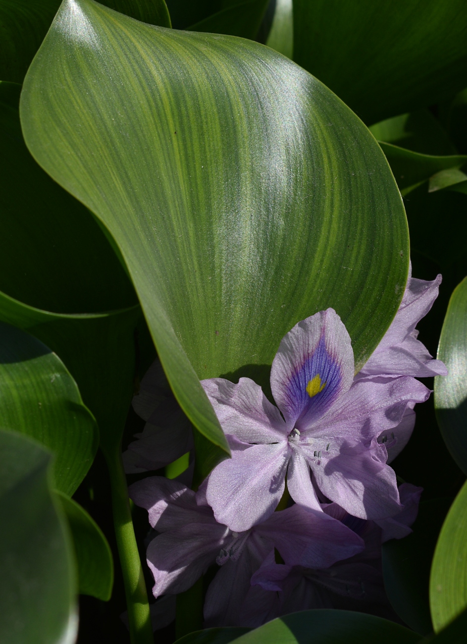 Image of Eichhornia crassipes specimen.