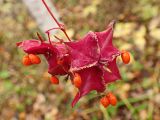 Euonymus macropterus. Вскрывшиеся плоды. Хабаровский край, окр. г. Комсомольск-на-Амуре, кедрово-широколиственный лес. 28.09.2024.