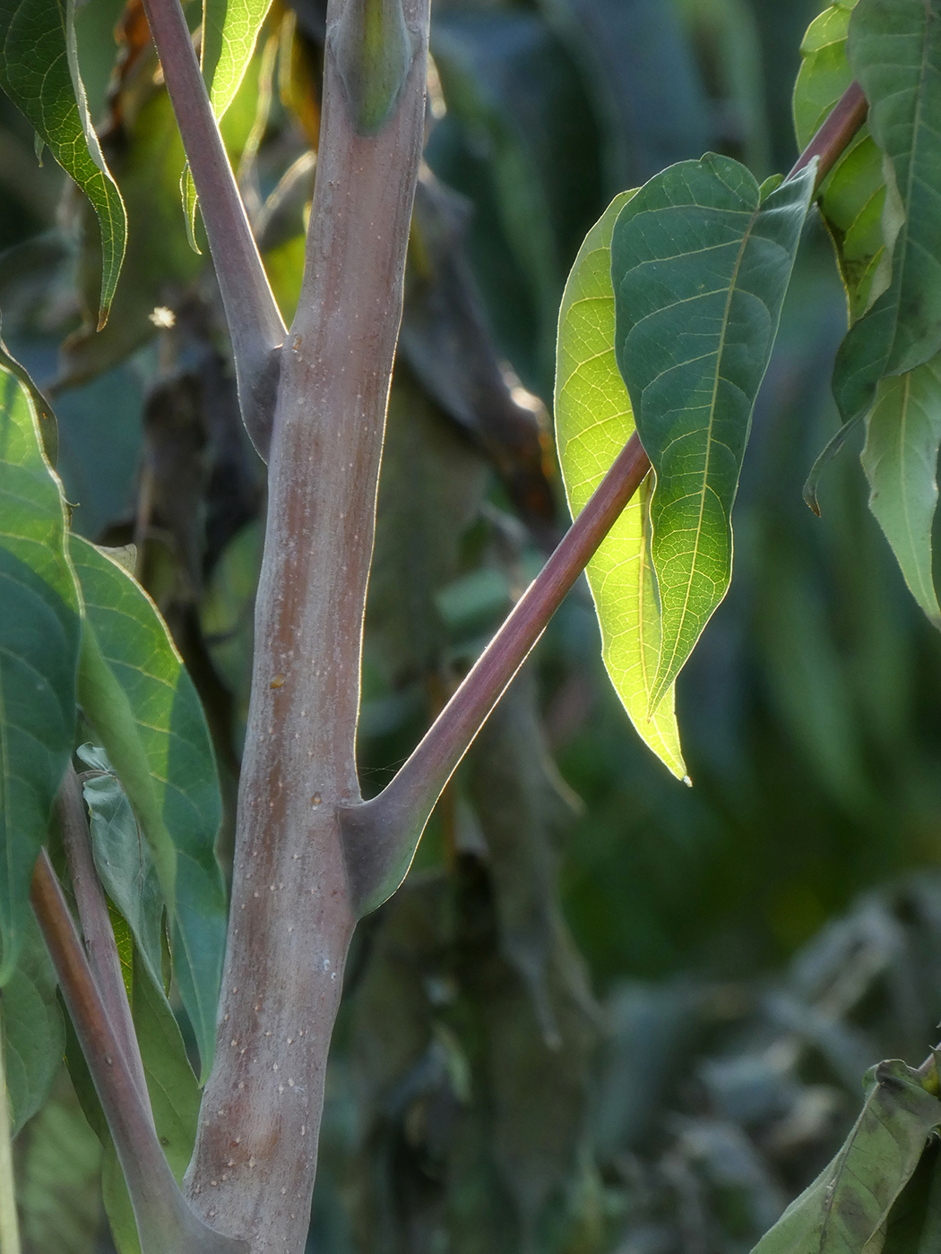 Image of Ailanthus altissima specimen.