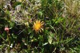 genus Taraxacum. Цветущее растение. Чечня, Шаройский р-н, Снеговой хр., 2,2 км от пер. Цумандинский, выс. 2600 м н.у.м., луг. 25 июня 2024 г.