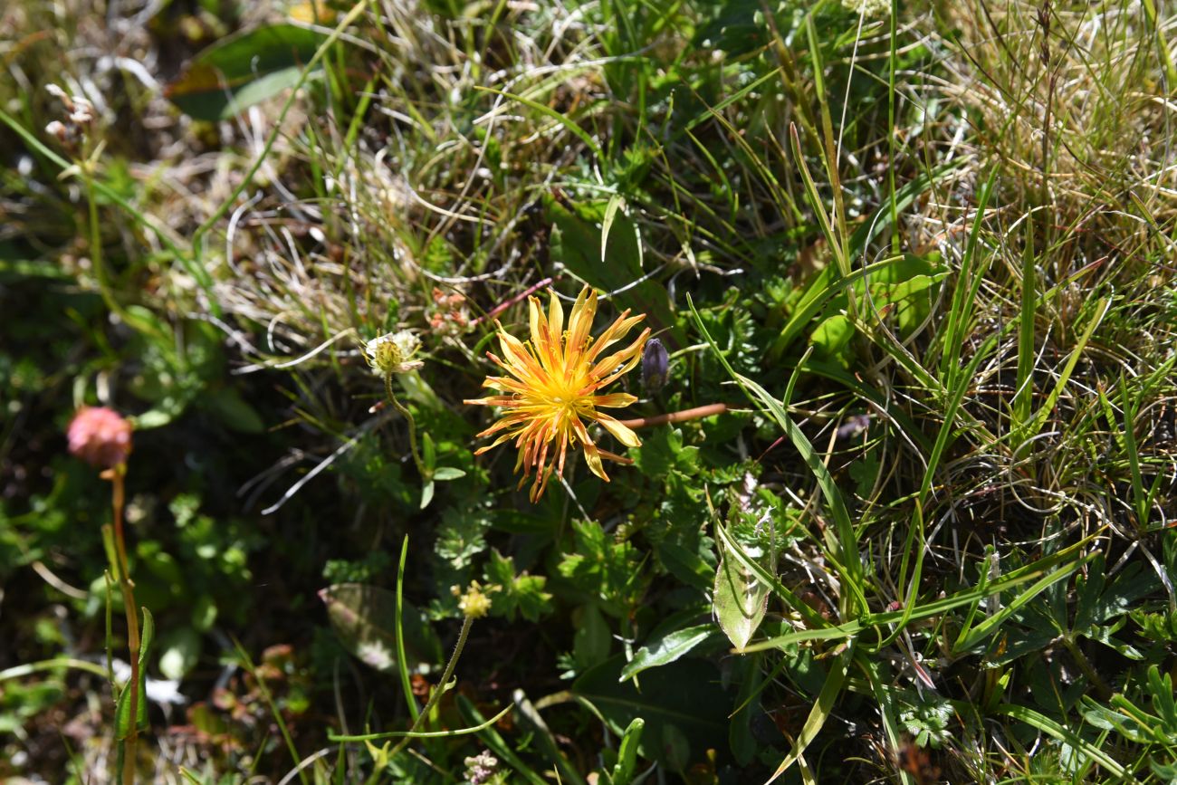 Изображение особи род Taraxacum.