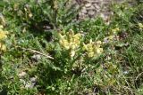 Pedicularis condensata. Цветущие растения. Чечня, Шаройский р-н, Снеговой хр., 4,6 км от пер. Цумандинский в сторону горы Заинкорт, выс. ок. 2800 м н.у.м., каменистый участок. 25 июня 2024 г.