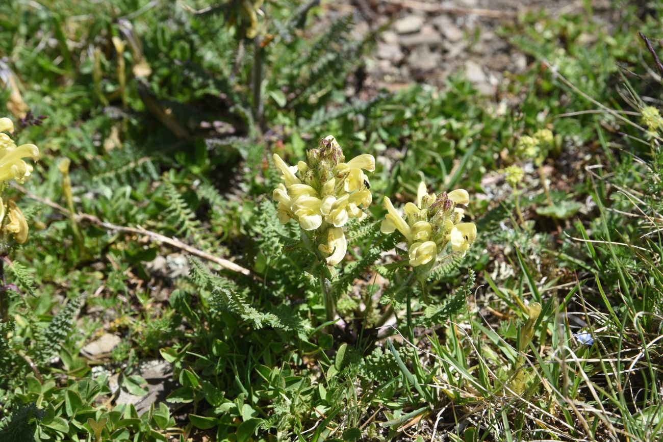 Изображение особи Pedicularis condensata.