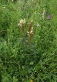 genus Pedicularis