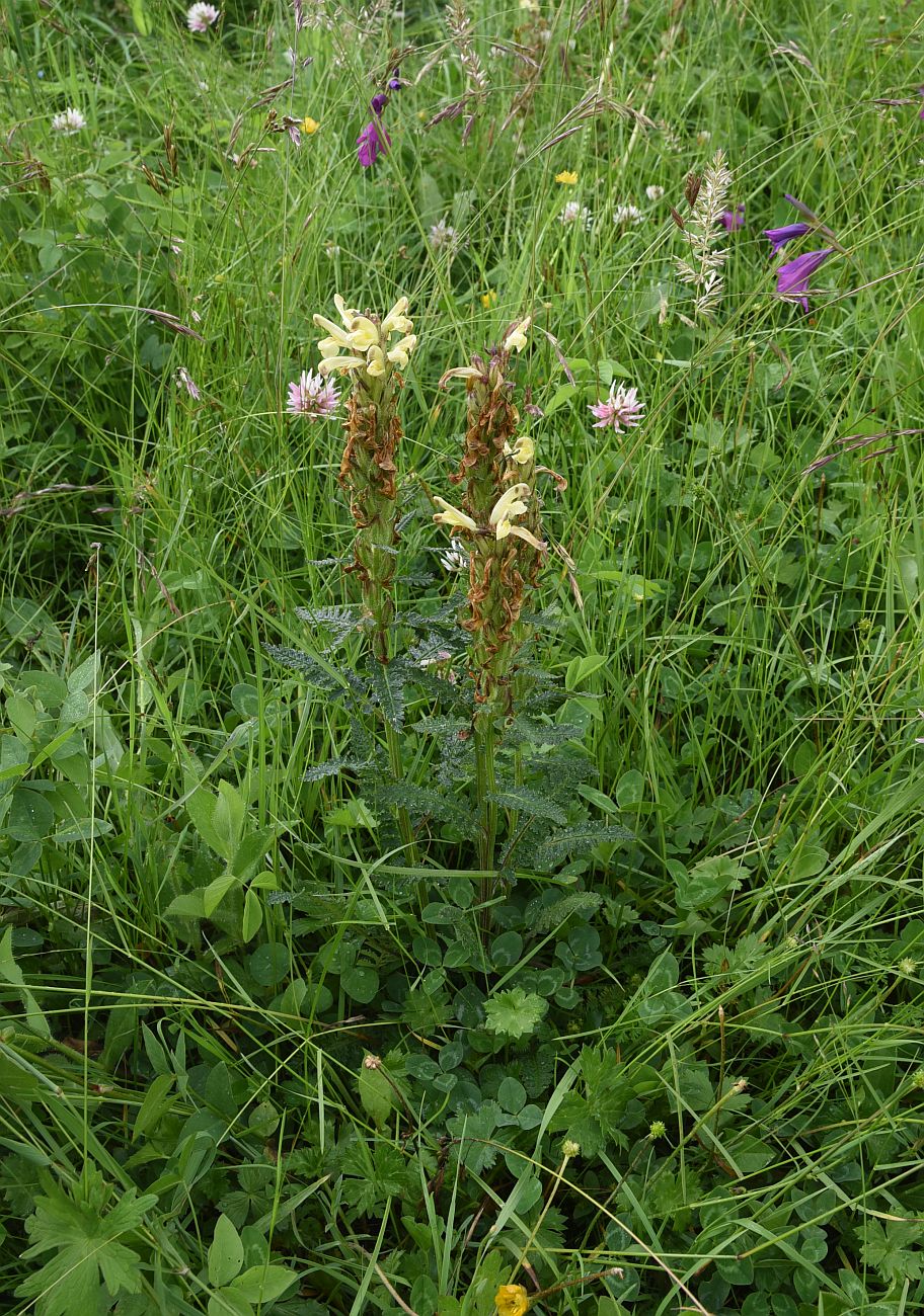 Изображение особи род Pedicularis.