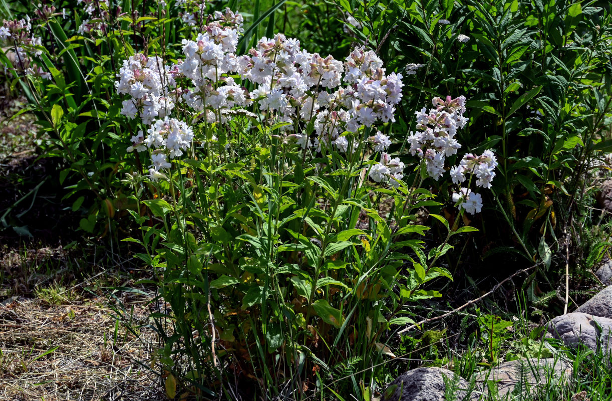 Image of Saponaria officinalis f. pleniflora specimen.