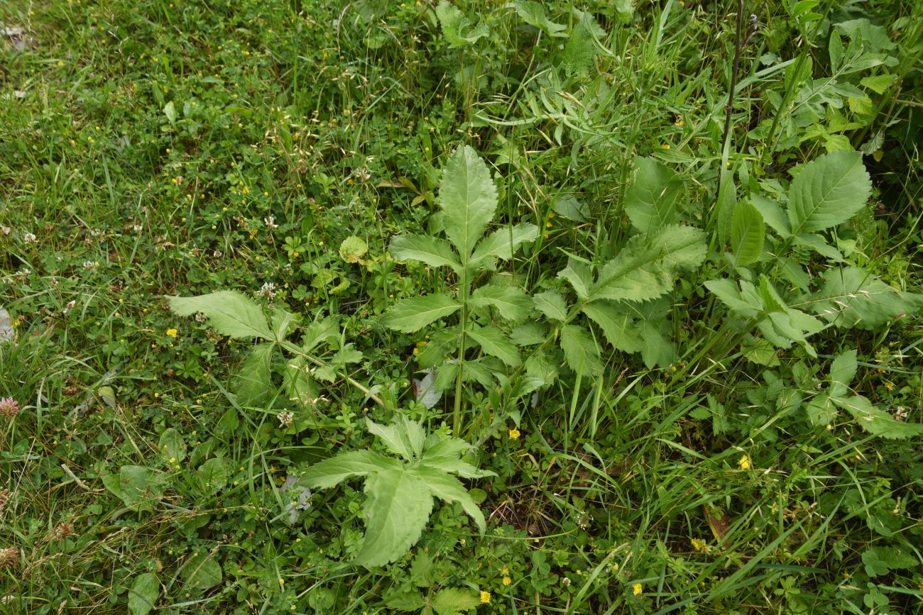 Изображение особи семейство Dipsacaceae.