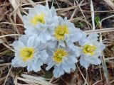 Trollius lilacinus