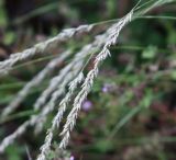 Calamagrostis arundinacea. Соплодия. Краснодарский край, м/о Новороссийск, окр. с. Сукко, окр. оз. Сукко, левый борт долины. 14.06.2021.