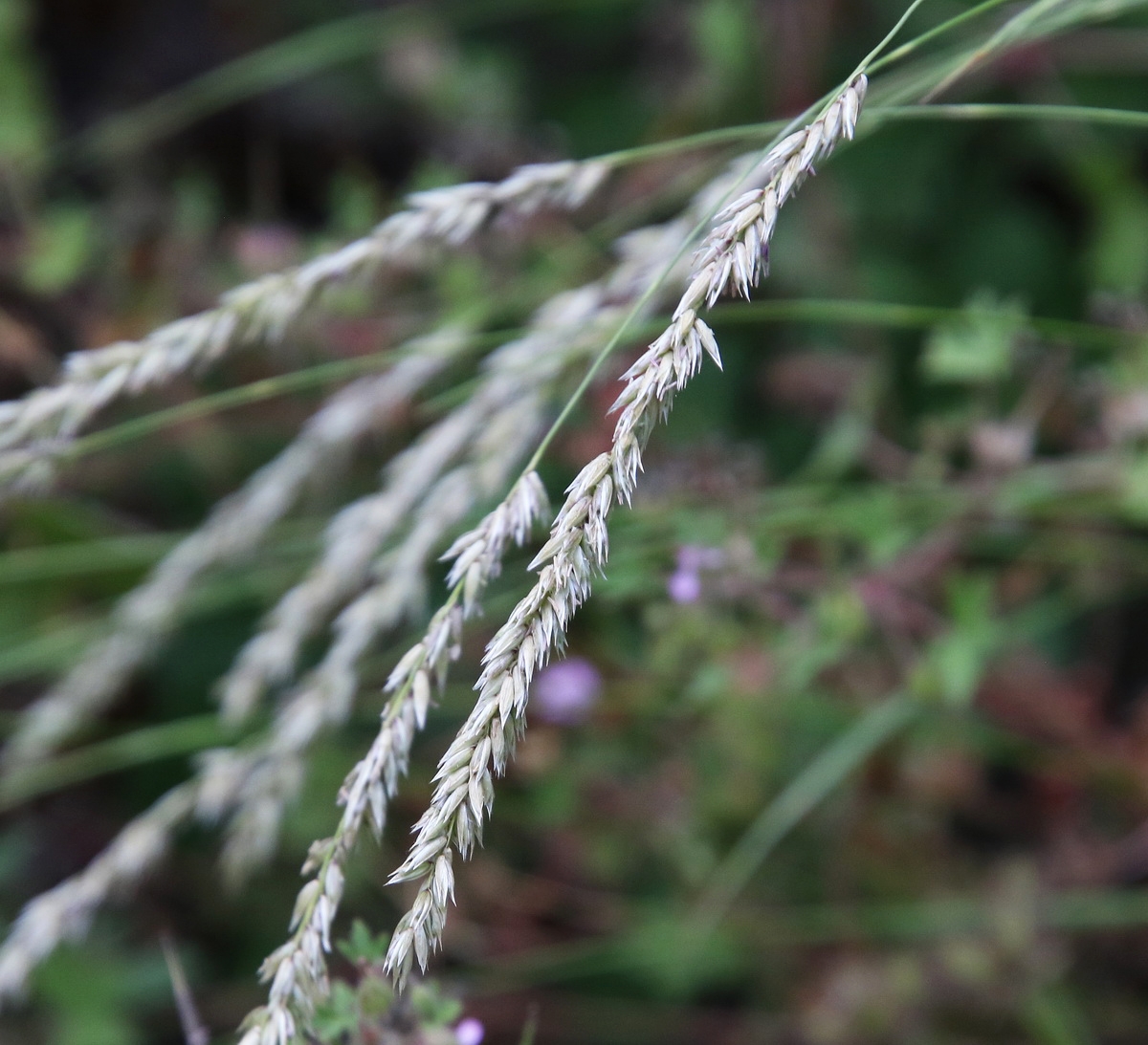 Image of Calamagrostis arundinacea specimen.