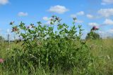 Trifolium pratense. Цветущее растение. Беларусь, Витебская обл., окр. пос. Езерище, побережье оз. Езерище, дендрарий, суходольный луг. 20.07.2024.