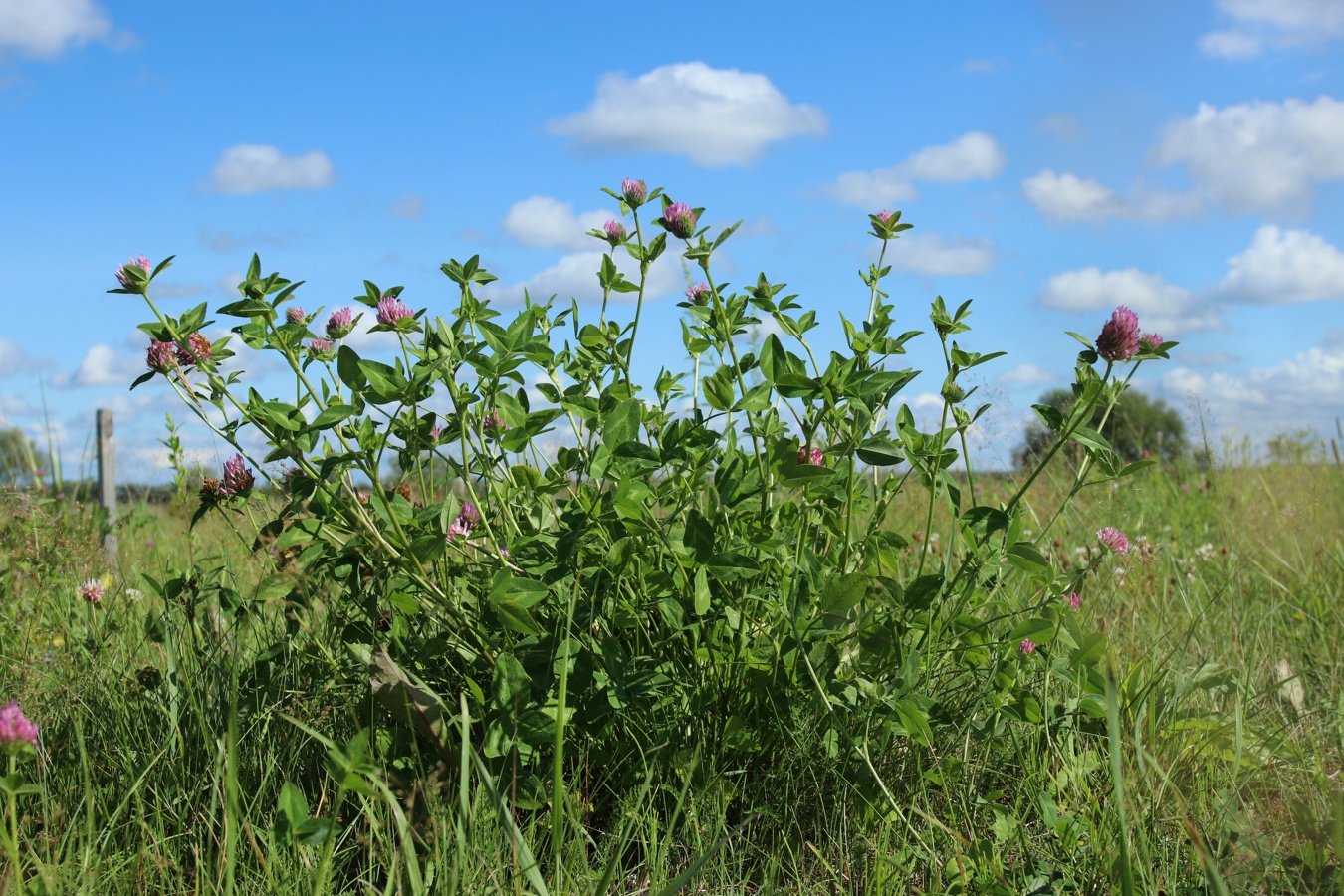 Изображение особи Trifolium pratense.