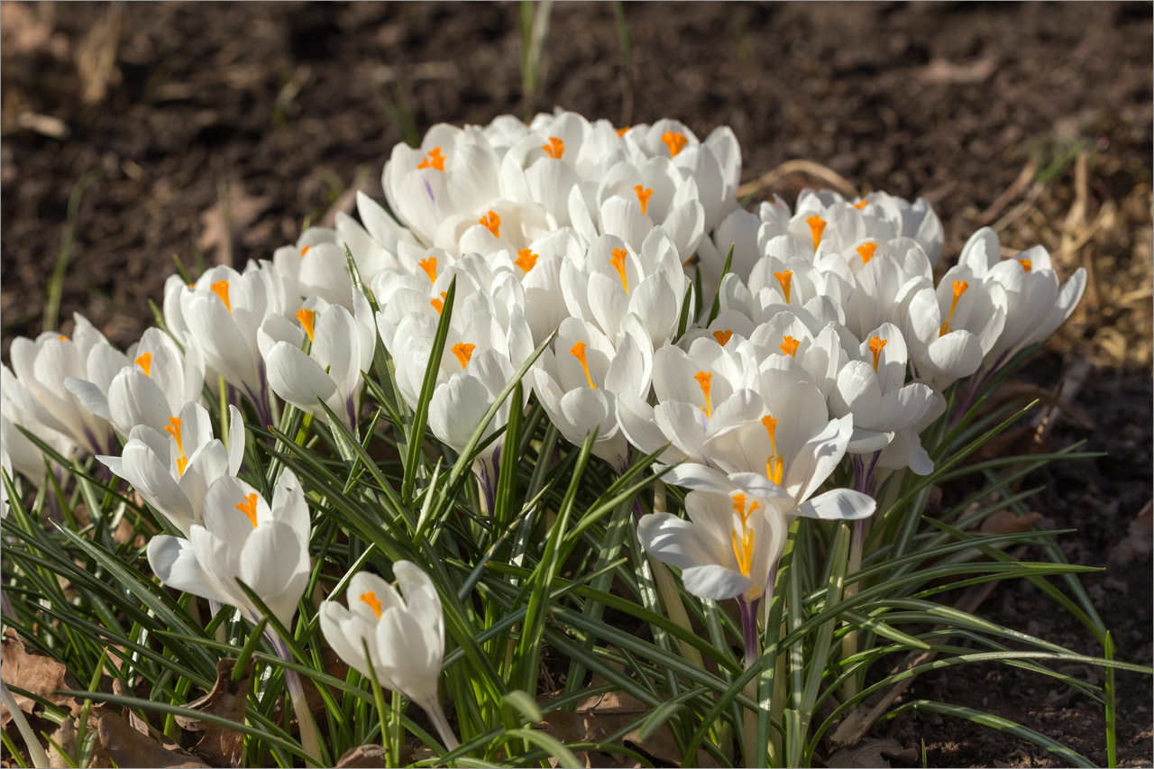Изображение особи Crocus vernus.