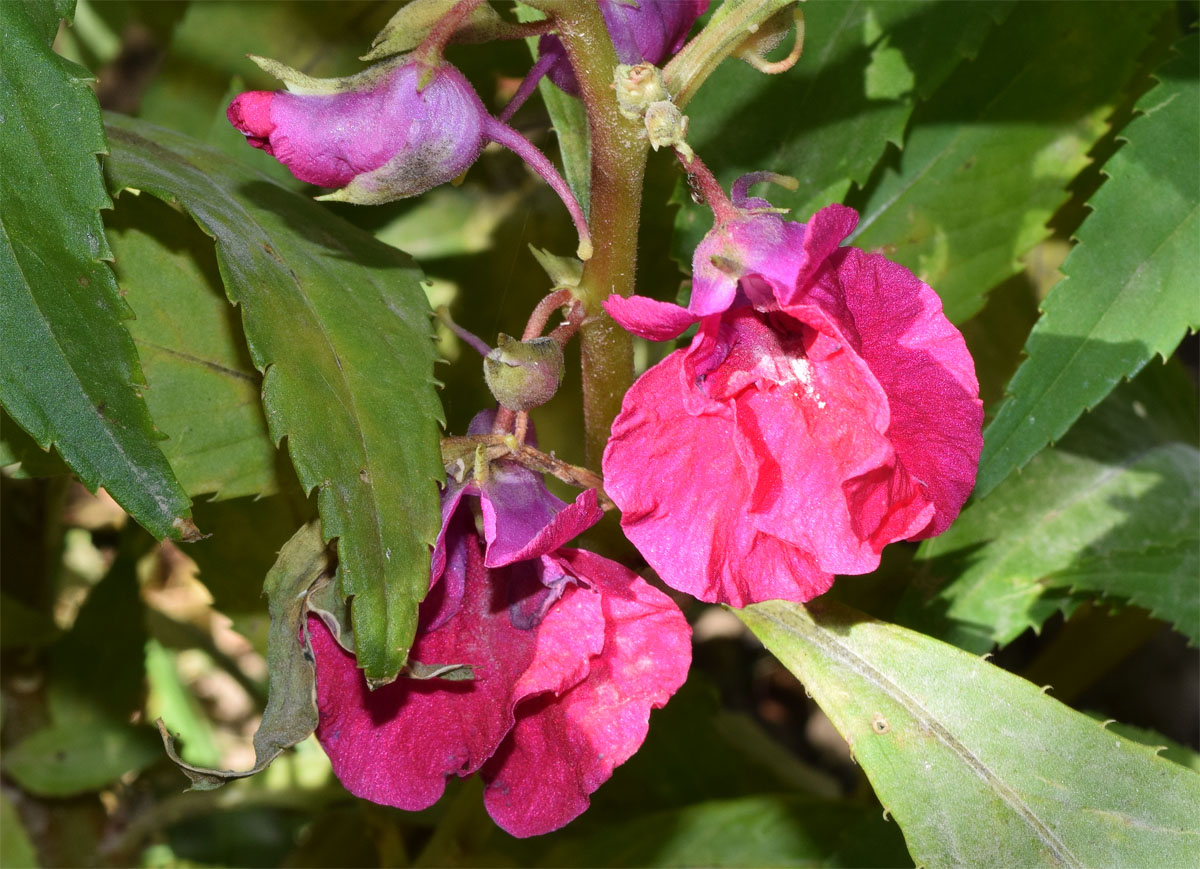 Image of Impatiens balsamina specimen.