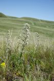Silene viscosa