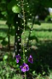 Смотреть изображение Verbascum phoeniceum