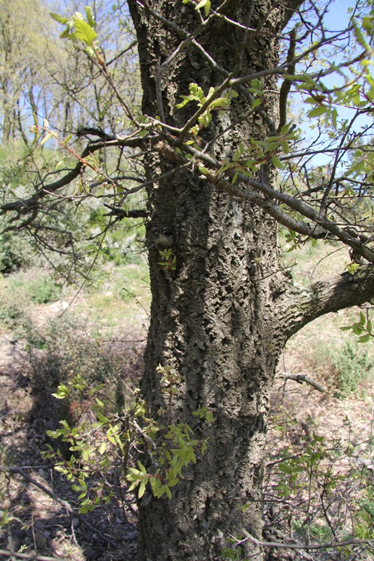 Image of Quercus crenata specimen.