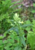 View full-size image genus Rhinanthus