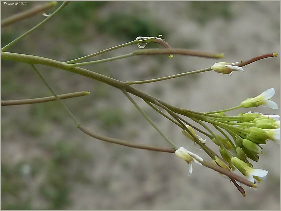 Image of Arabidopsis thaliana specimen.