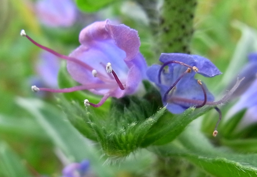 Изображение особи Echium vulgare.