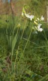 Lathyrus pallescens. Цветущее растение. Татарстан, г. Бавлы. 25.05.2011.