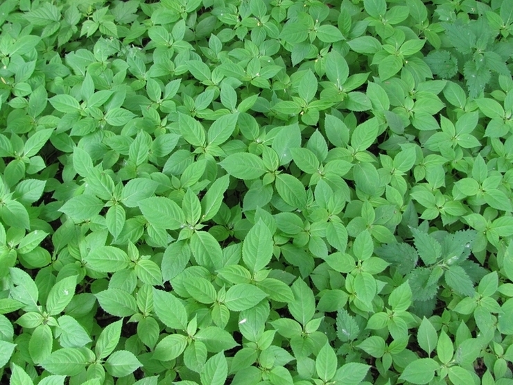 Image of Impatiens parviflora specimen.