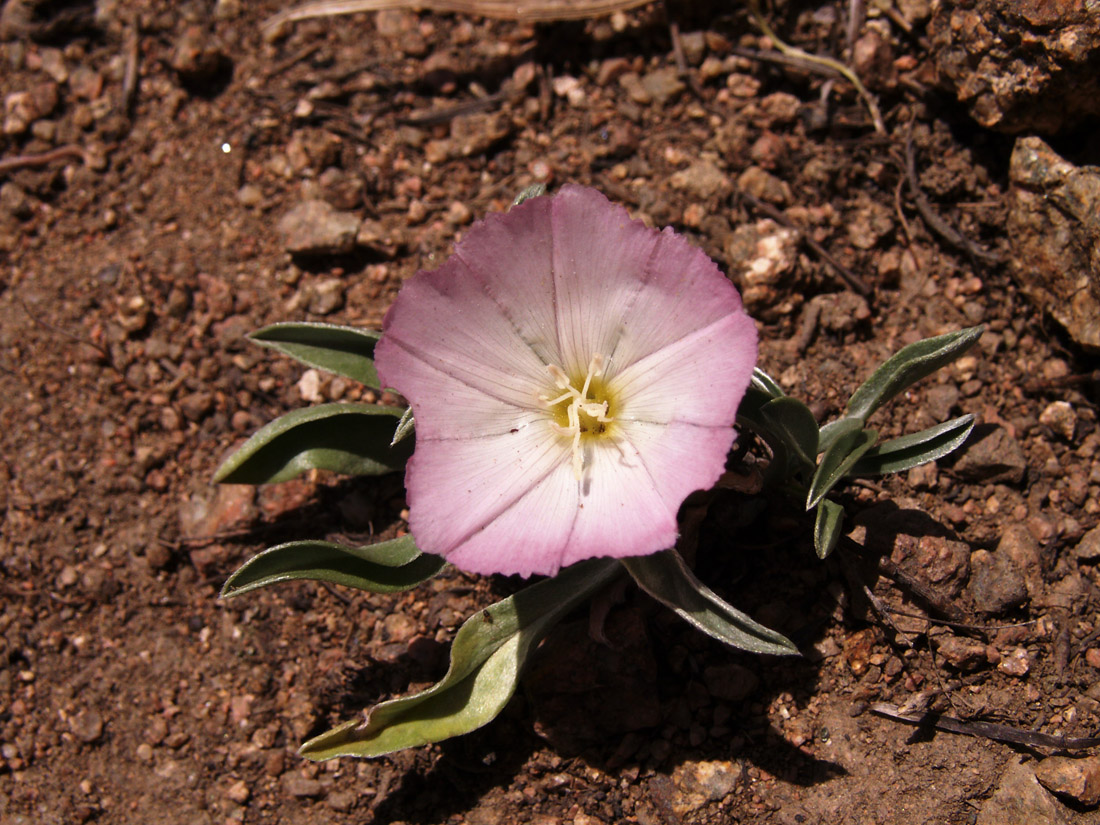 Image of Convolvulus lineatus specimen.