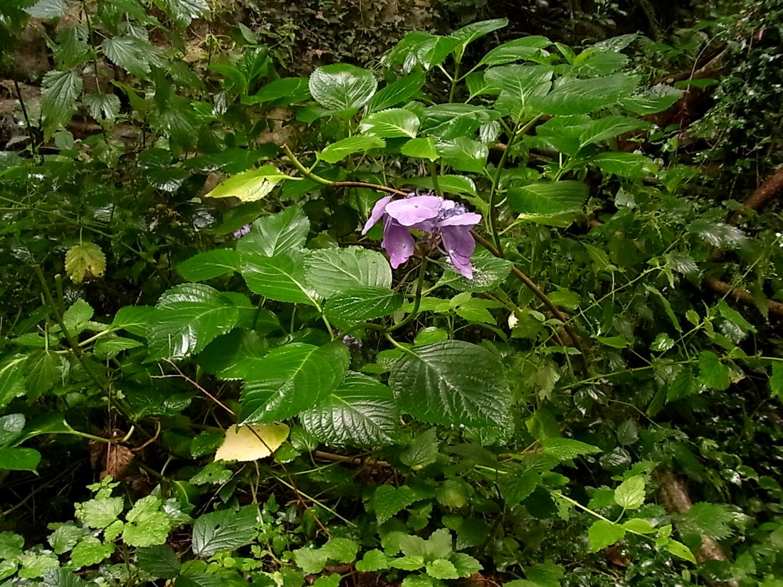 Image of Hydrangea macrophylla specimen.