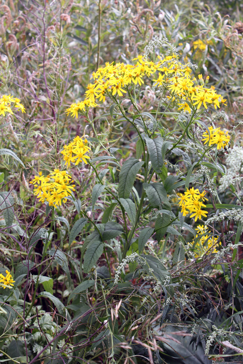 Изображение особи Senecio nemorensis.