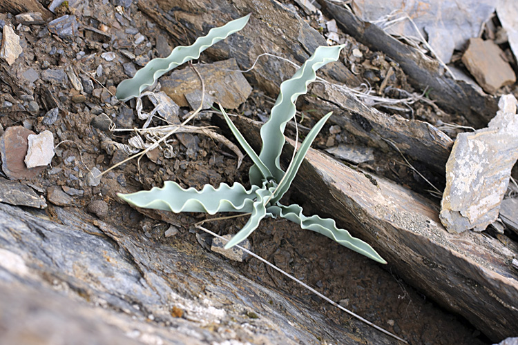 Image of Tulipa korolkowii specimen.