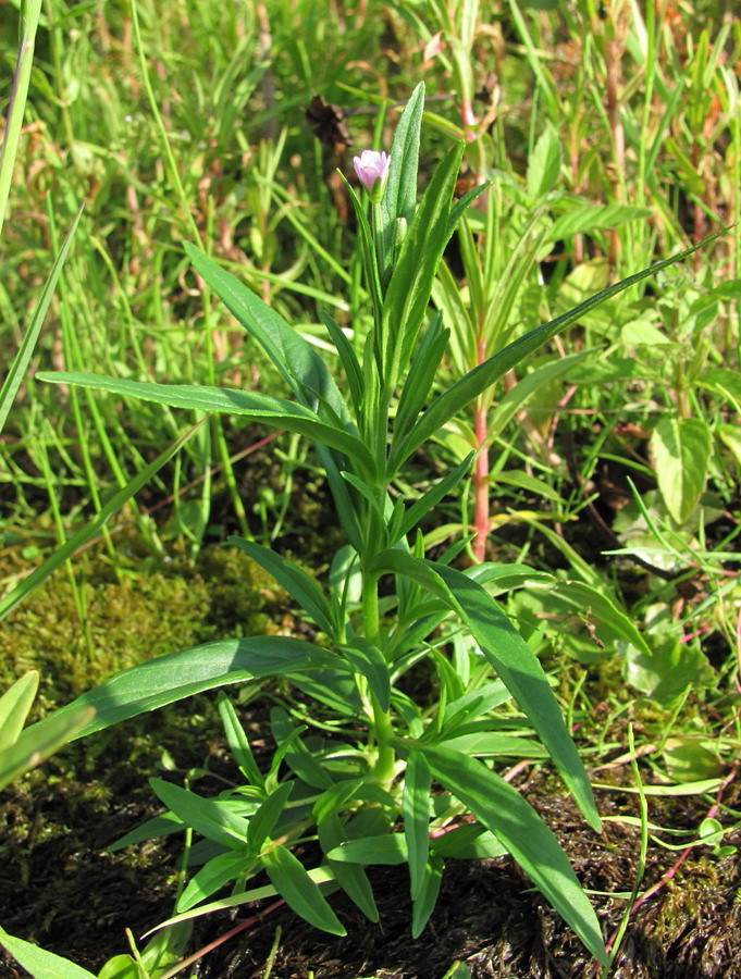 Image of Epilobium palustre specimen.