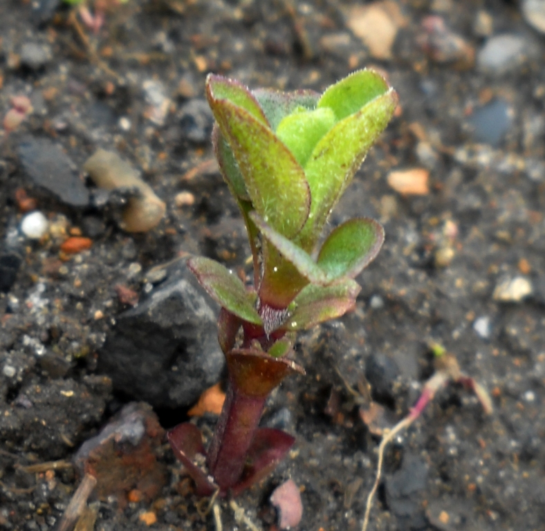 Изображение особи род Mentha.