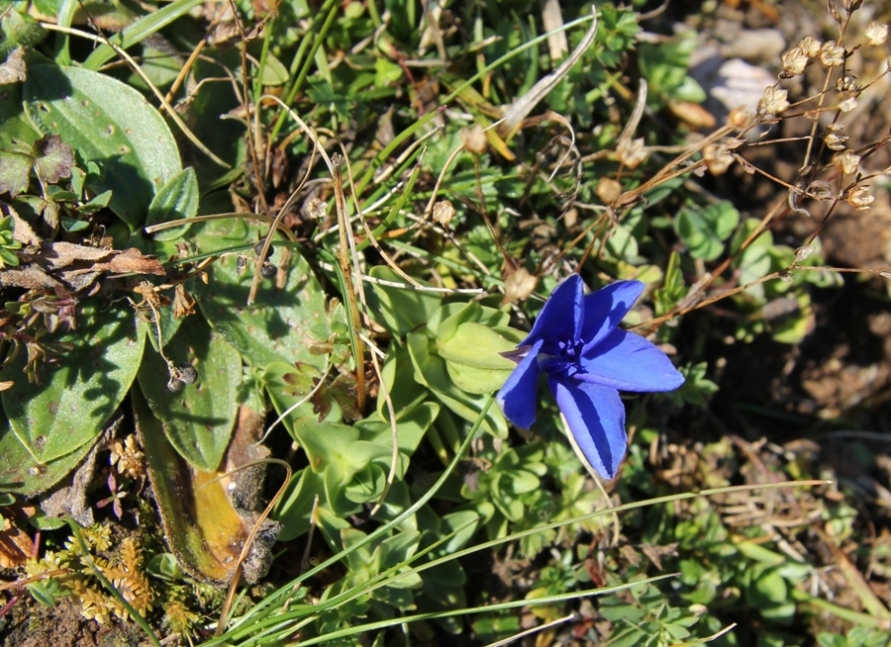 Изображение особи Gentiana utriculosa.