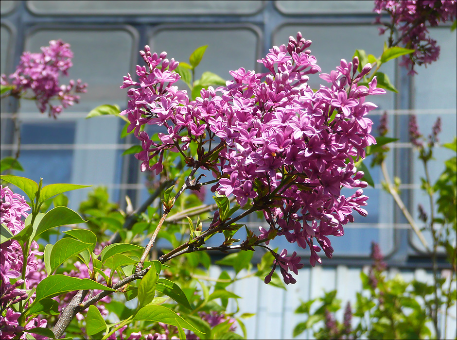 Изображение особи Syringa chinensis.