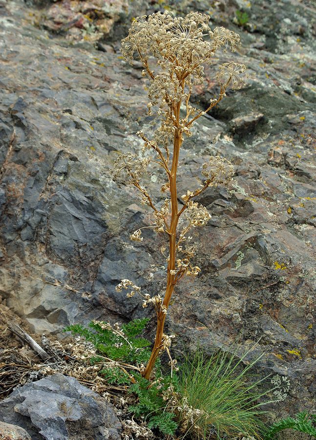 Image of Seseli buchtormense specimen.