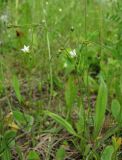 Linum catharticum