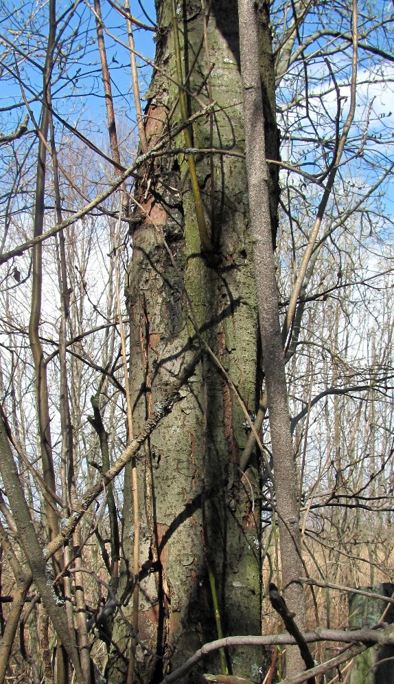 Image of Salix myrsinifolia specimen.