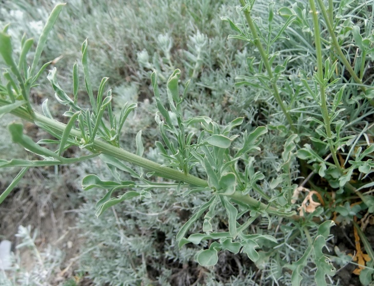 Image of Reseda lutea specimen.