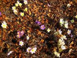 genus Pulsatilla. Цветущие растения. Республика Саха (Якутия), Томпонский р-н, с. Кескил. 08.05.2012.