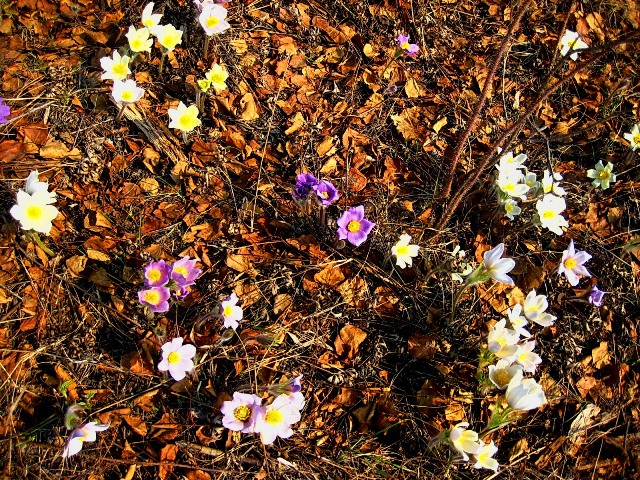 Image of genus Pulsatilla specimen.