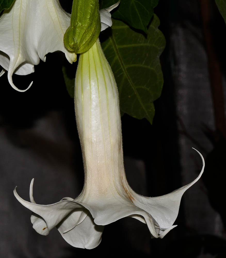 Image of Brugmansia arborea specimen.