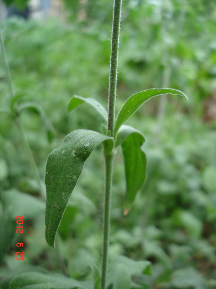 Image of Melandrium album specimen.