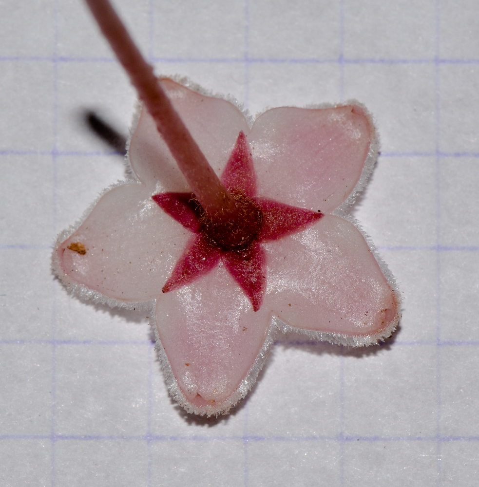 Image of Hoya carnosa specimen.