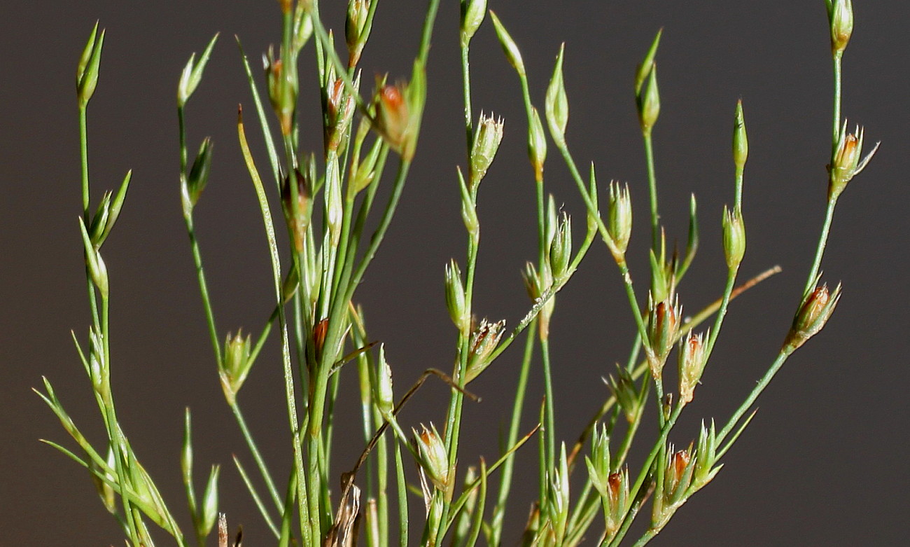 Image of Juncus bufonius specimen.