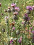 Centaurea apiculata. Соцветия. Крым, Салгирская долина, залежь в окр. с. Перевальное. 28 июля 2012 г.