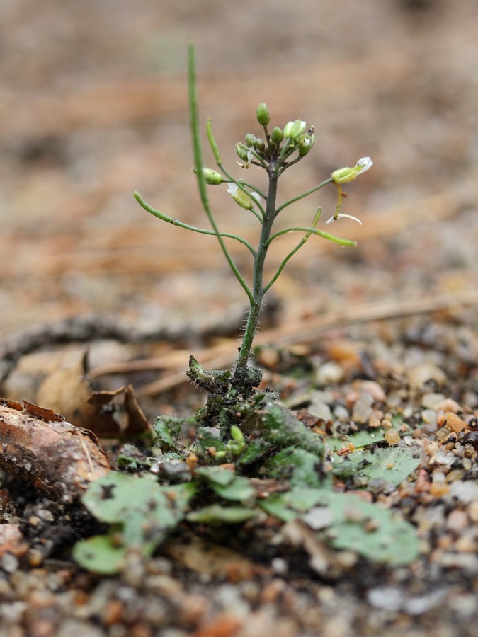 Image of Arabidopsis thaliana specimen.