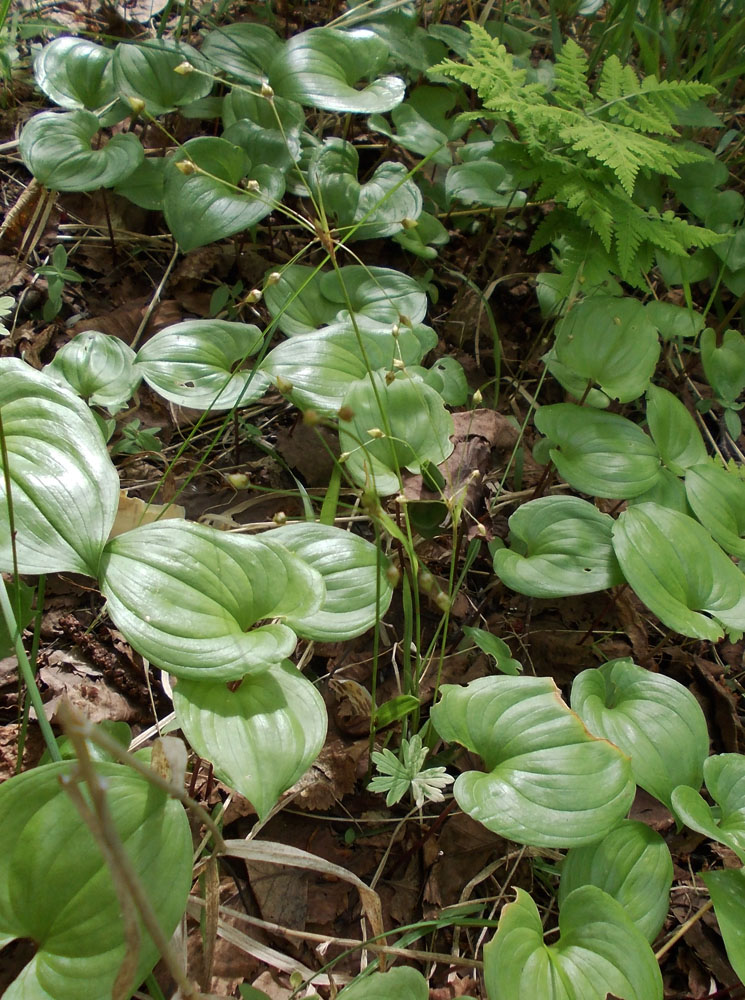 Изображение особи Luzula rufescens.