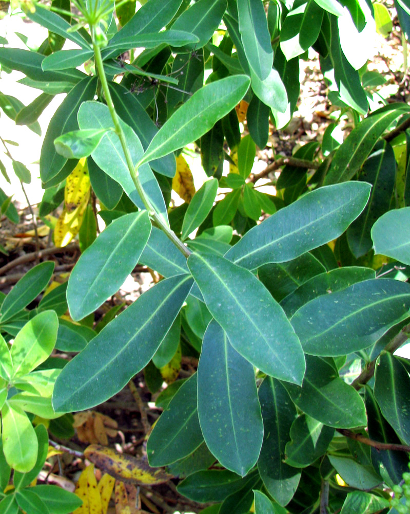 Image of Bupleurum fruticosum specimen.