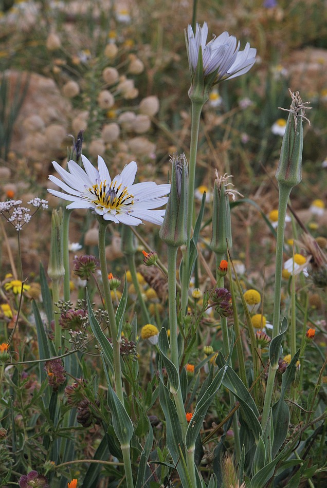 Изображение особи Tragopogon collinus.